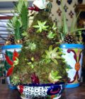 Christmas Succulent Arrangement