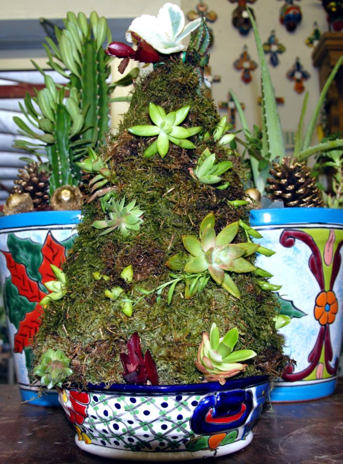 Christmas Succulent Arrangement