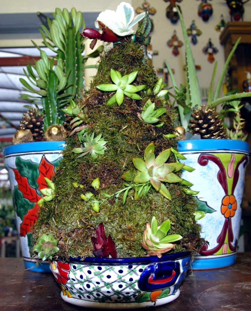 Christmas Succulent Arrangement
