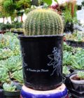 Mammillaria