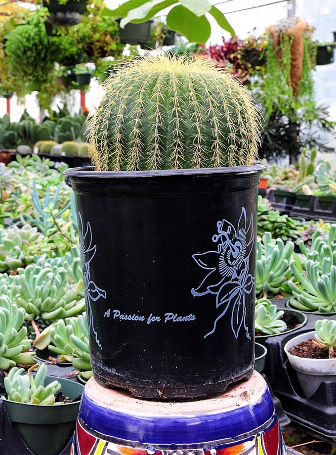 Mammillaria