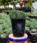Zebra Plant