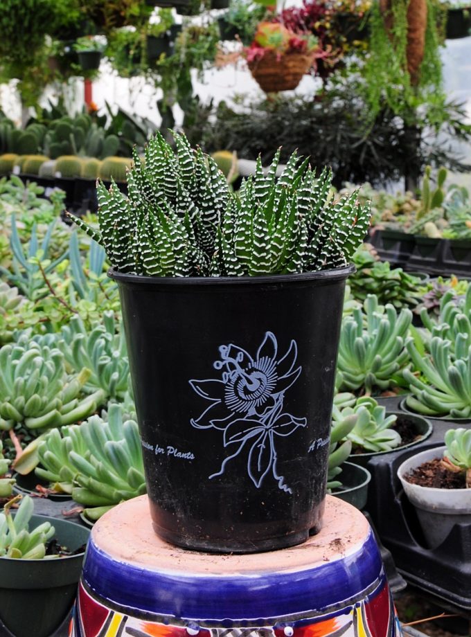 Zebra Plant
