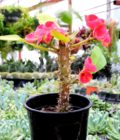Crown of Thorns