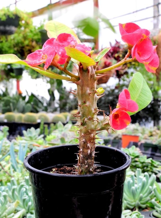 Crown of Thorns