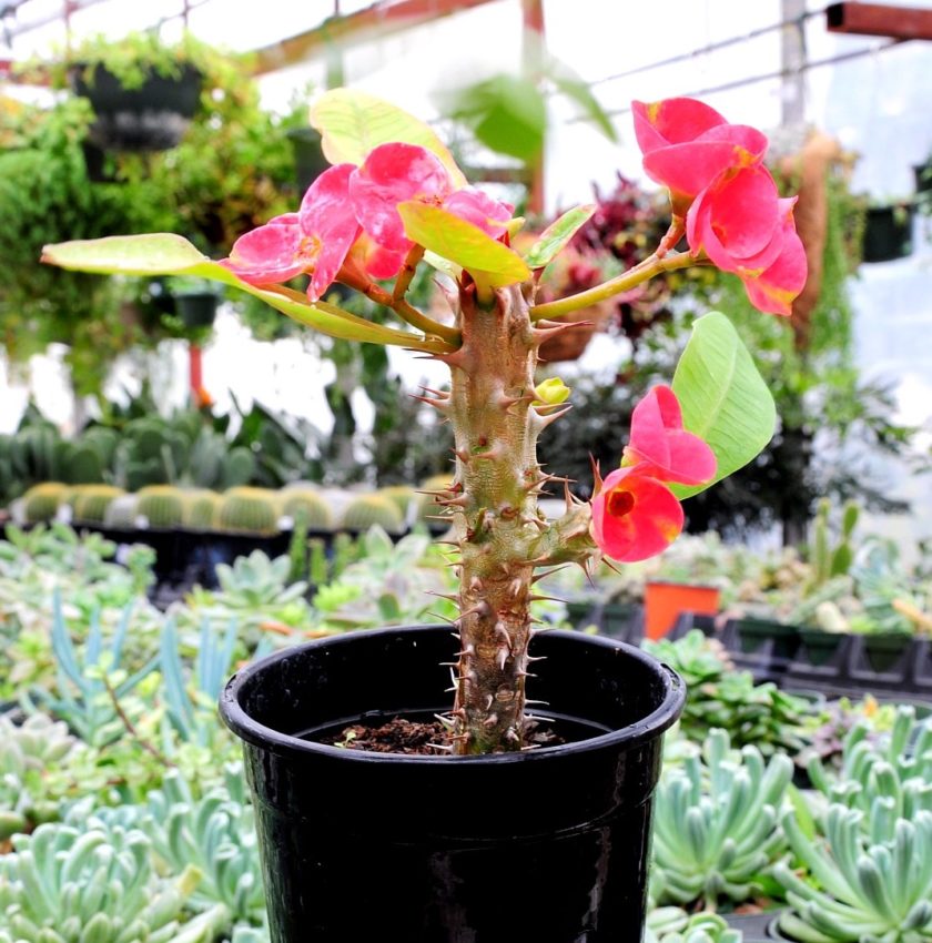 Crown of Thorns