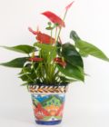 Giant Anthurium