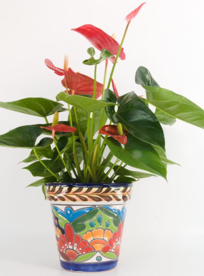 Giant Anthurium