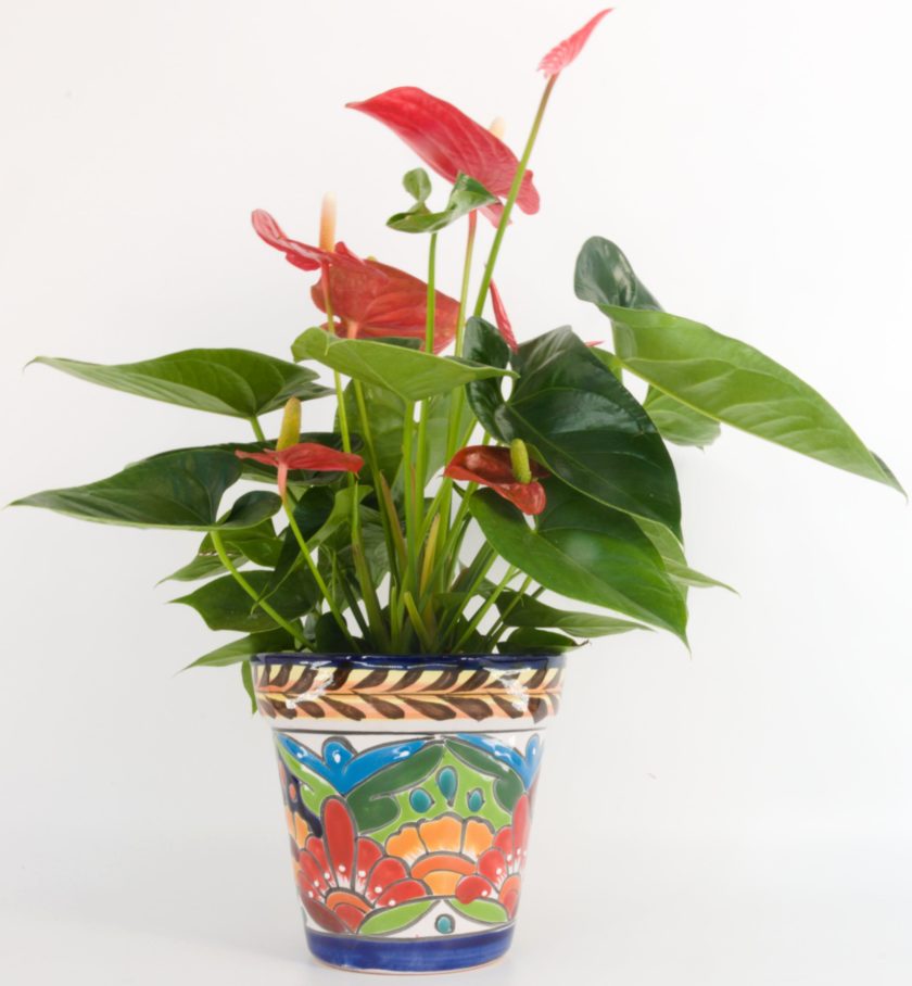 Giant Anthurium