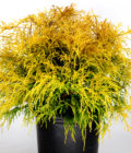 Gold Mop Cypress