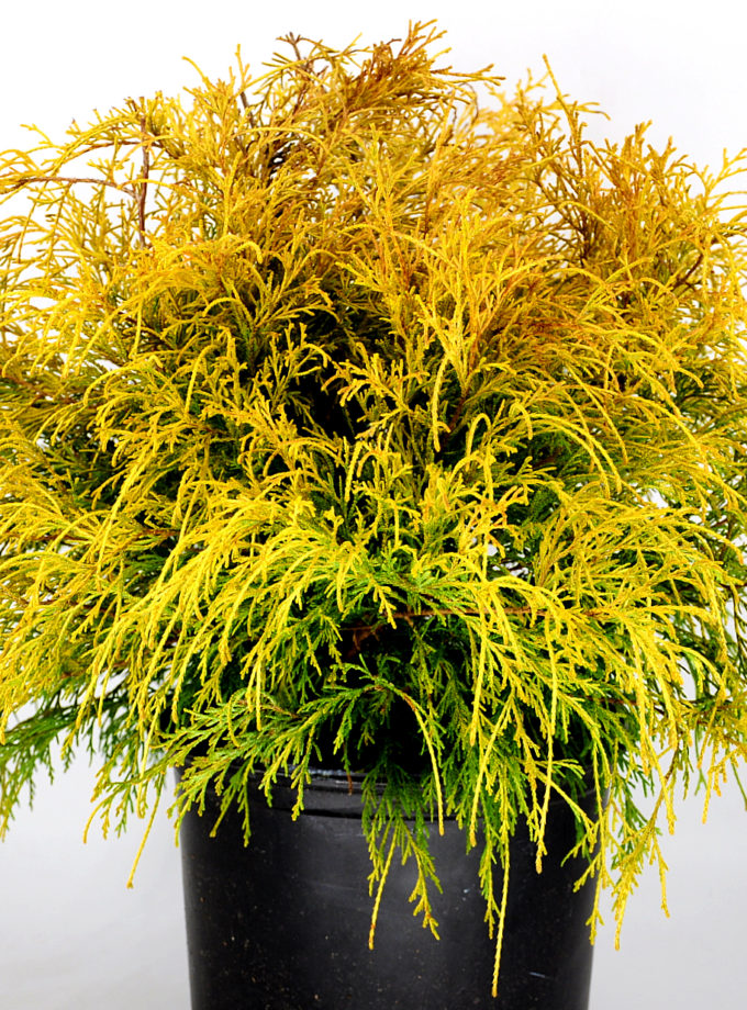 Gold Mop Cypress