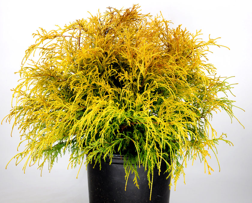 Gold Mop Cypress