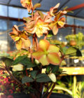 Lenten Rose 1 Gal.