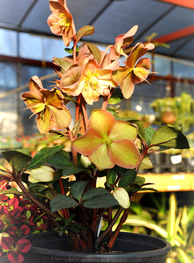Lenten Rose 1 Gal.