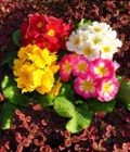 Primrose