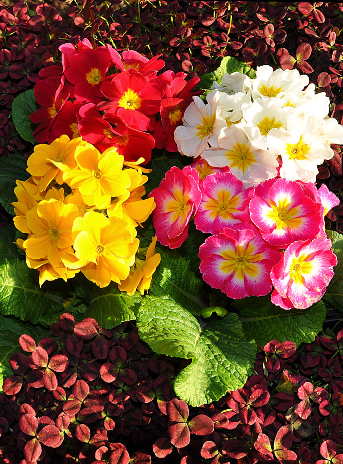Primrose