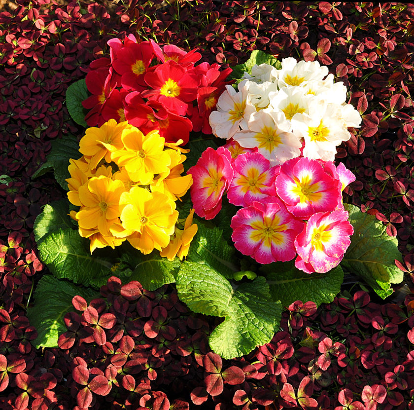 Primrose