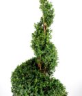 Spiral Boxwood