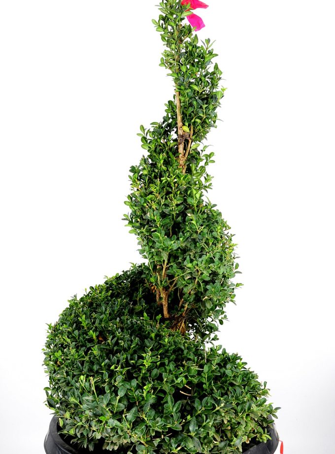 Spiral Boxwood