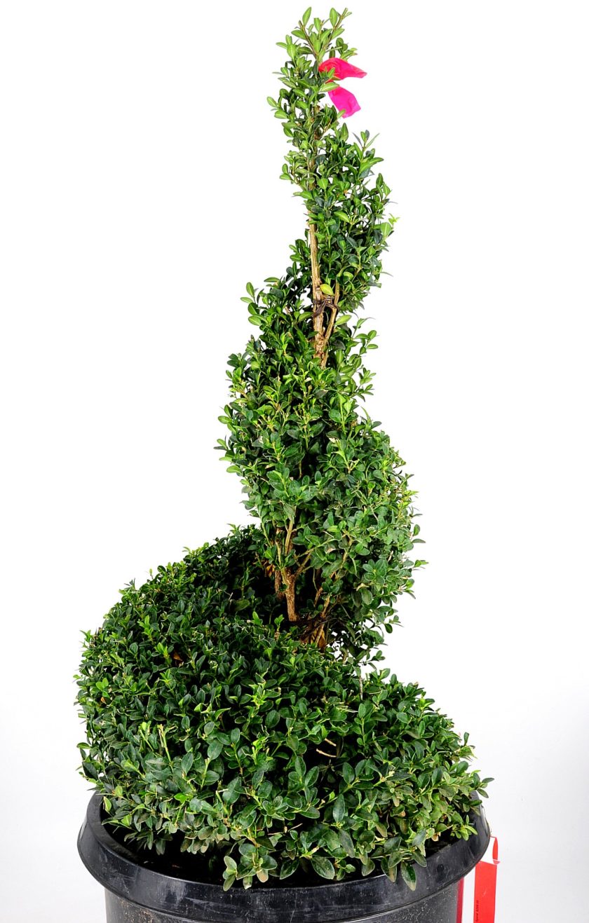 Spiral Boxwood