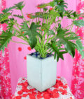 Arrangement - Monstera