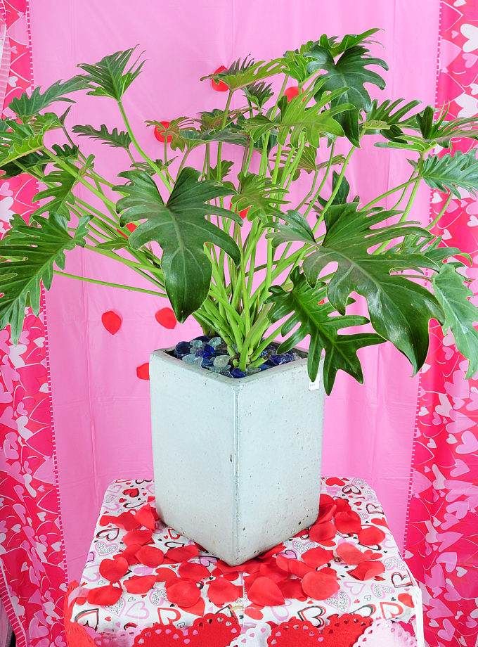 Arrangement - Monstera