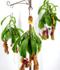 Pitcher Plant