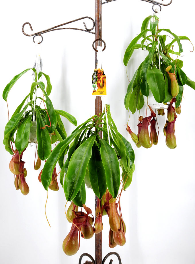 Pitcher Plant