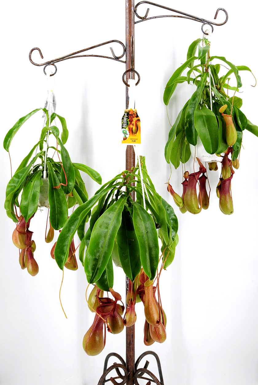 Pitcher Plant