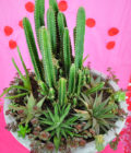Succulent Arrangement.