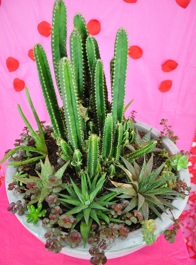 Succulent Arrangement.