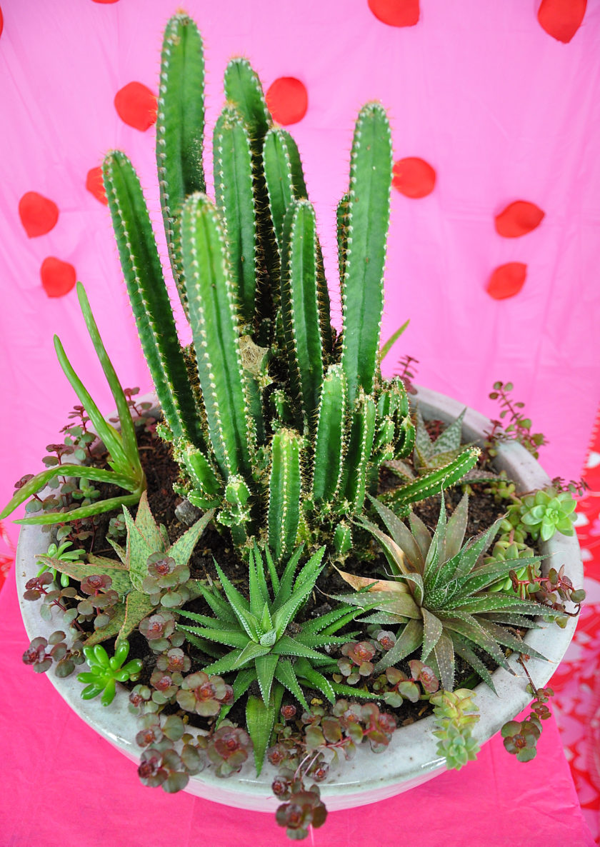 Succulent Arrangement.