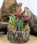 Log Succulent Arrangements