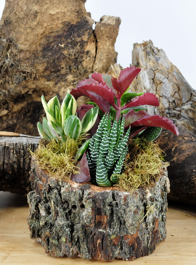 Log Succulent Arrangements