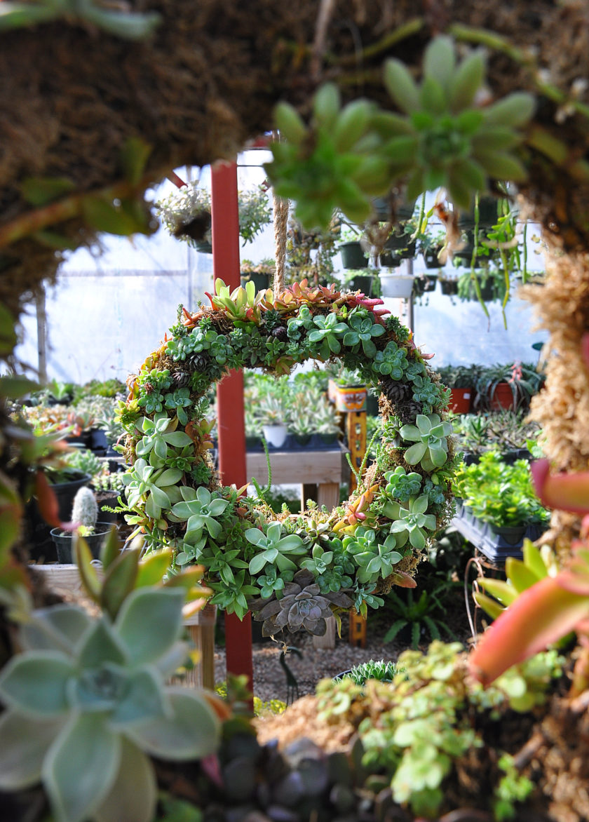 Succulent Wreath