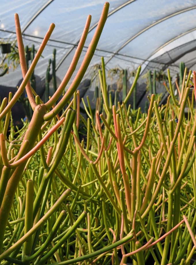 3 Gal. Fire Sticks Plant 'Euphorbia Tirucalli'